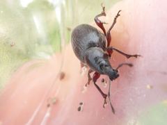 Otiorhynchus atroapterus