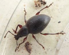 Otiorhynchus atroapterus