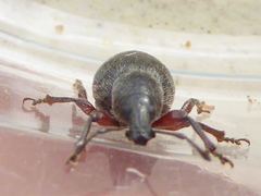 Otiorhynchus atroapterus