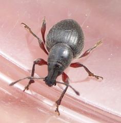 Otiorhynchus atroapterus