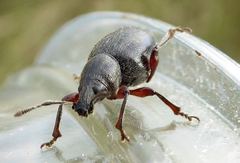 Otiorhynchus atroapterus