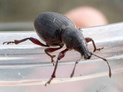 Otiorhynchus atroapterus