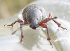 Otiorhynchus atroapterus
