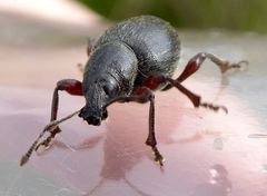 Otiorhynchus atroapterus