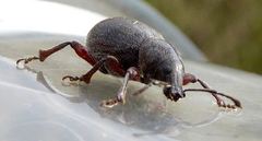 Otiorhynchus atroapterus