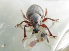 Otiorhynchus atroapterus