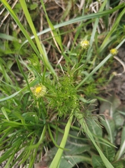 Tripleurospermum inodorum