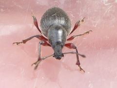 Otiorhynchus atroapterus