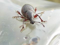 Otiorhynchus atroapterus