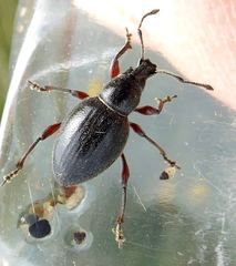 Otiorhynchus atroapterus