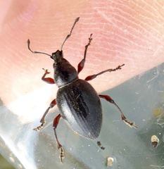 Otiorhynchus atroapterus