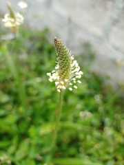 Image of Plantago lanceolata