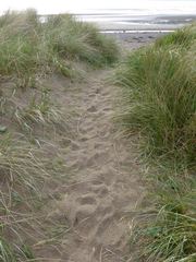 Otiorhynchus atroapterus