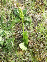 Platanthera chlorantha