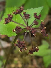 Thaspium trifoliatum trifoliatum