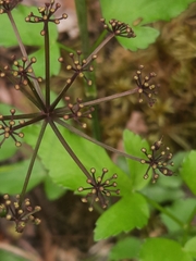Thaspium trifoliatum trifoliatum