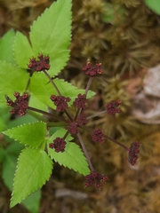 Thaspium trifoliatum trifoliatum