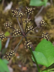 Thaspium trifoliatum trifoliatum
