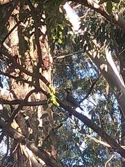 Colaptes melanochloros