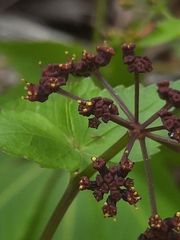 Thaspium trifoliatum trifoliatum