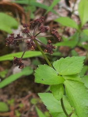Thaspium trifoliatum trifoliatum