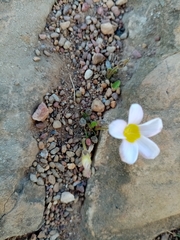 Oxalis monophylla