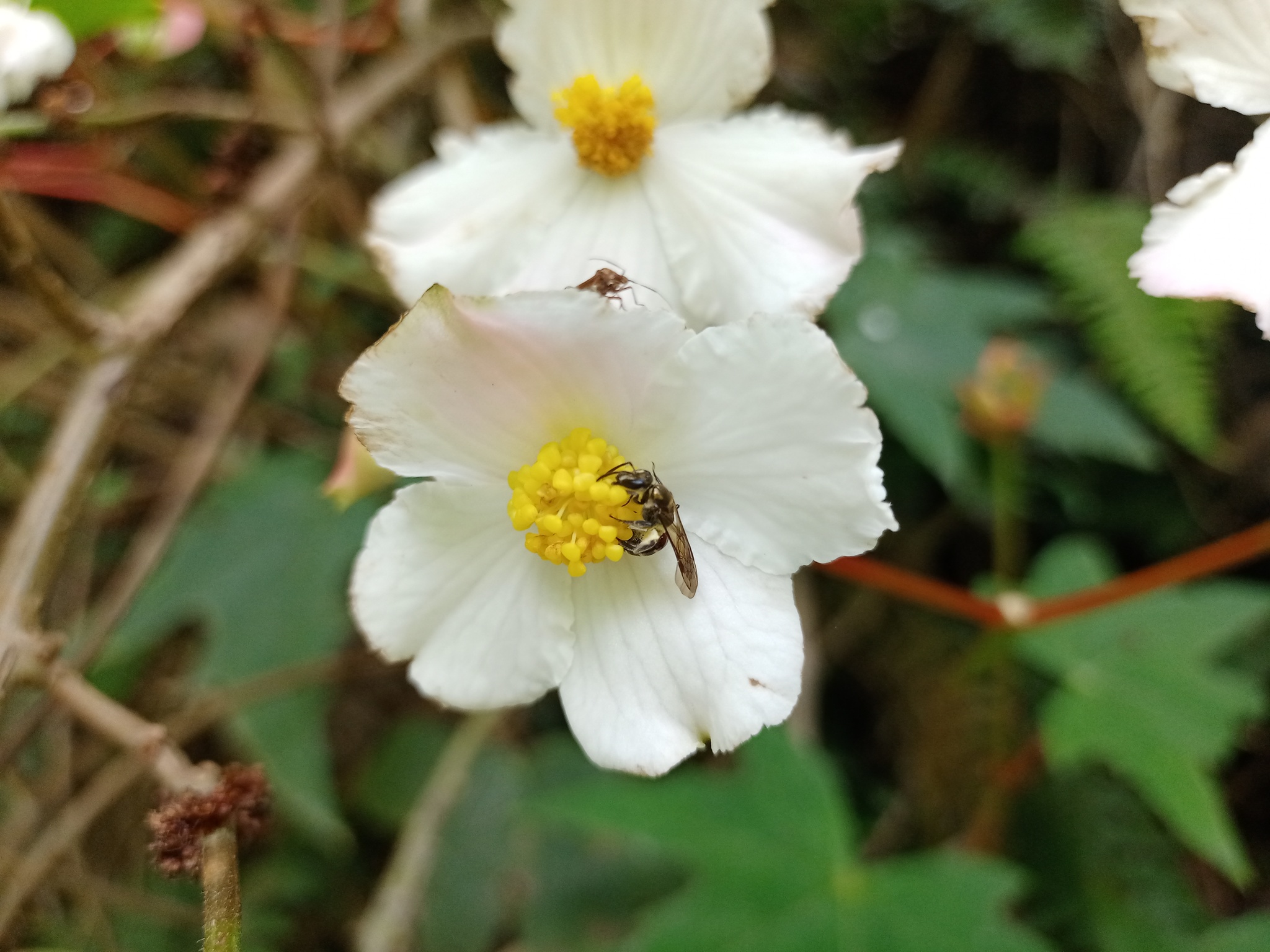 Begonia acerifolia image