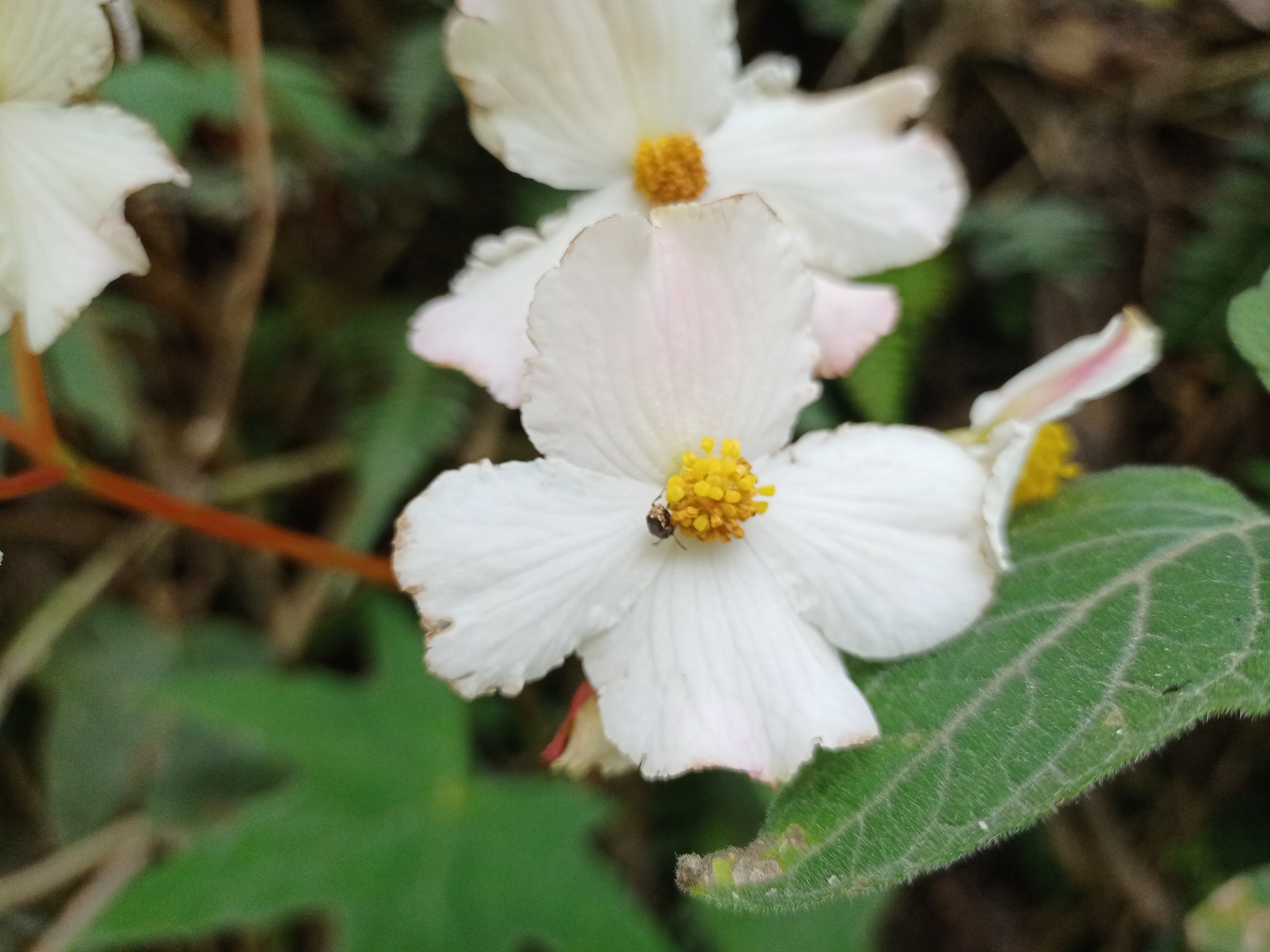 Begonia acerifolia image