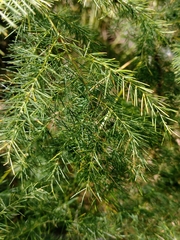 Asparagus umbellatus