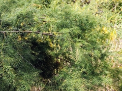 Asparagus umbellatus