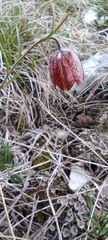 Fritillaria montana