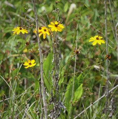 Coreopsis gladiata