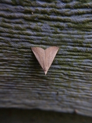 Macrochilo louisiana