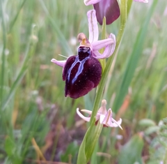 Ophrys sphegodes spruneri