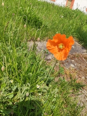 Papaver rupifragum