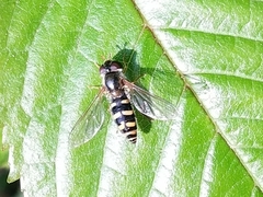 Epistrophella euchroma