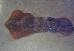 Uroteuthis