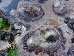 Scutellastra cochlear