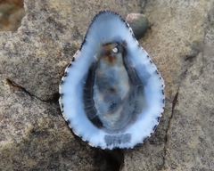 Scutellastra cochlear