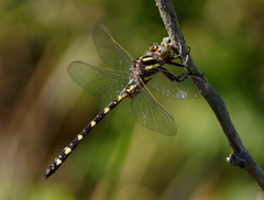 Cordulegaster bilineata