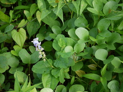 Crotalaria verrucosa