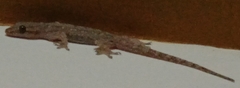 Hemidactylus frenatus