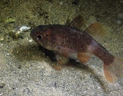 Vincentia novaehollandiae