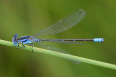 Argia alberta