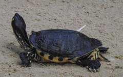 Trachemys scripta
