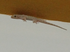 Hemidactylus frenatus