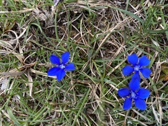 Gentiana verna