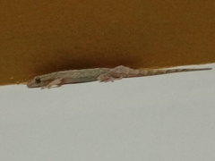 Hemidactylus frenatus