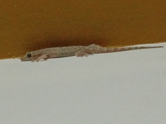 Hemidactylus frenatus