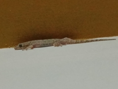 Hemidactylus frenatus